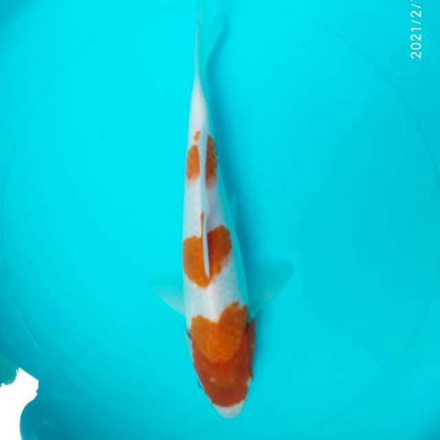 Kohaku