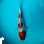Kohaku