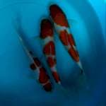 Pkt kohaku