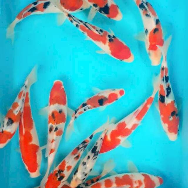 Mix koi 15 - 17cm