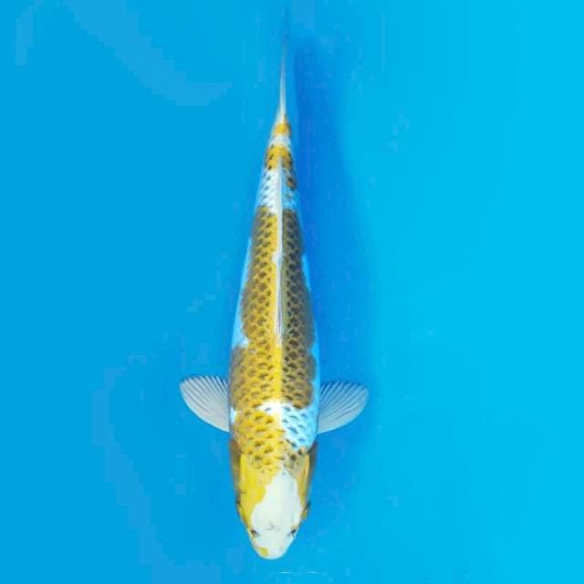 HIRYU 2 - Hariwake ®