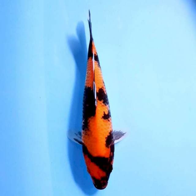 Hi Showa || 34cm