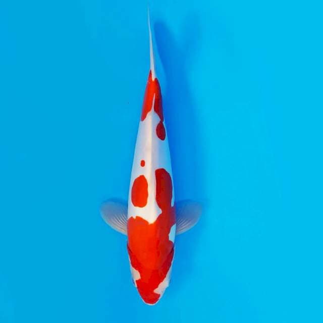 HIRYU 10 - Kohaku Doitsu ®
