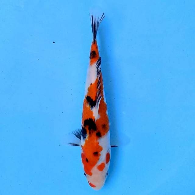 Showa 20 cm