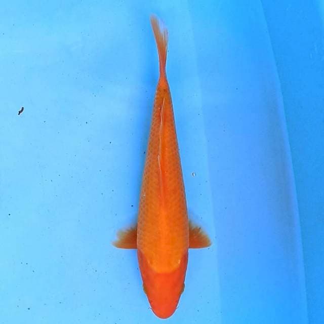 Aka matsuba 23 cm