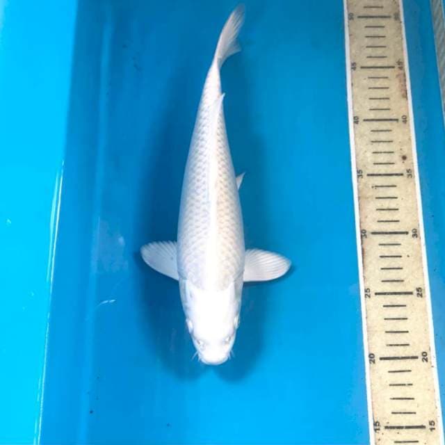 Platinum, 29 cm
