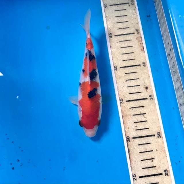 Sanke Tsubosumi, 17 cm