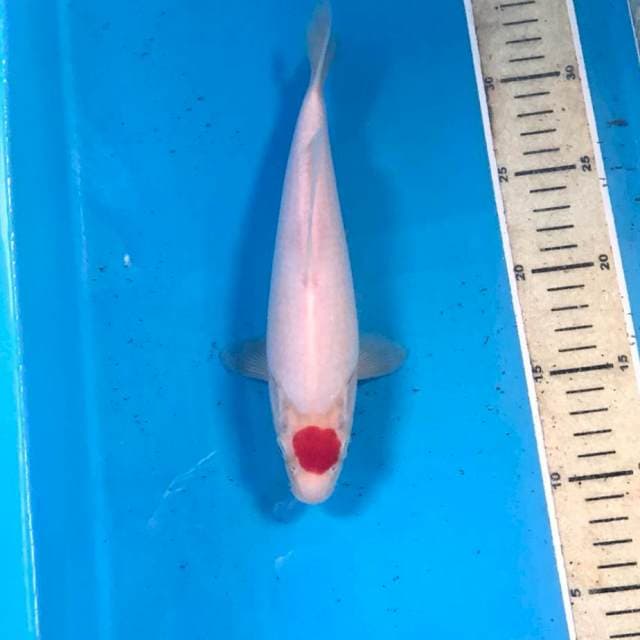 Tancho Kohaku, 24 cm