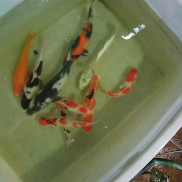 Mix koi size 30.32.31.35.34.32.33.36.33.33