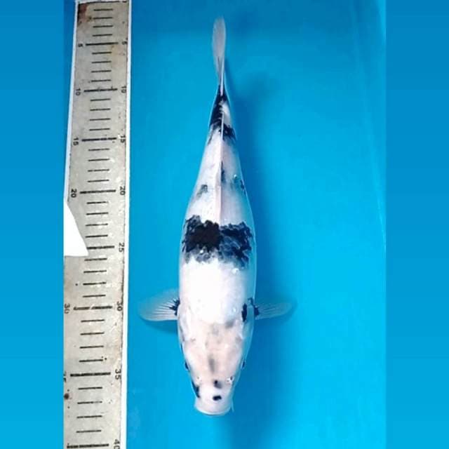 Shiro, 32 cm
