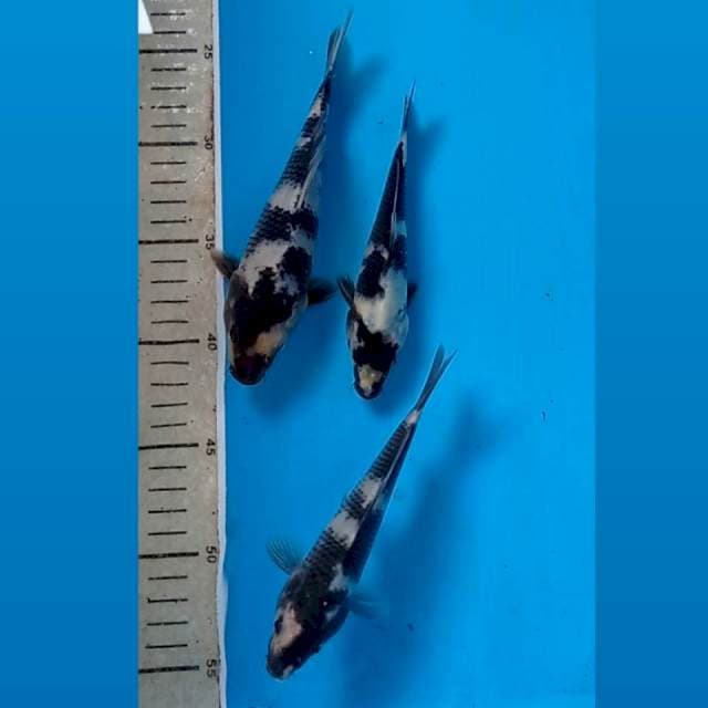 Shiro, 15cm, 15cm, 18cm