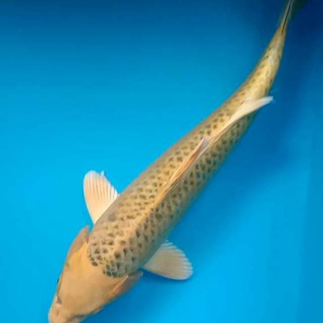 Kin Matsuba 31cm
