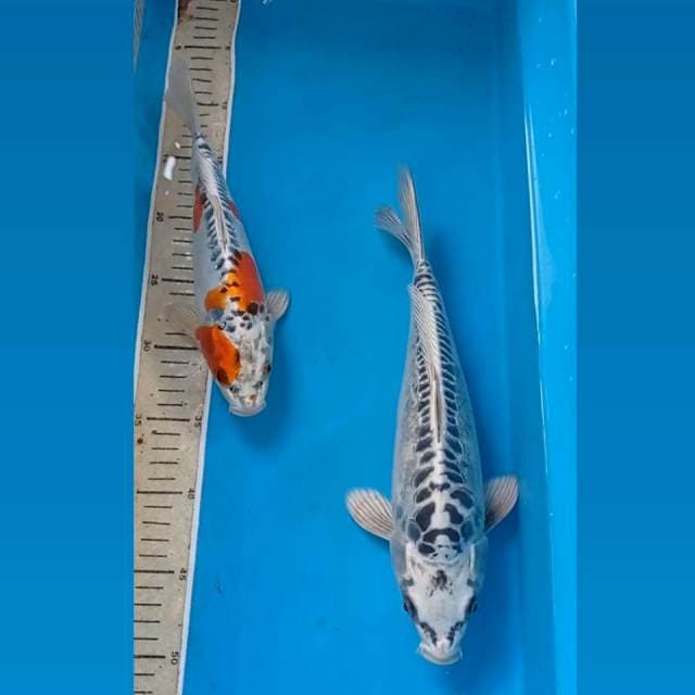 Kujaku doitsu, 27cm, 33cm