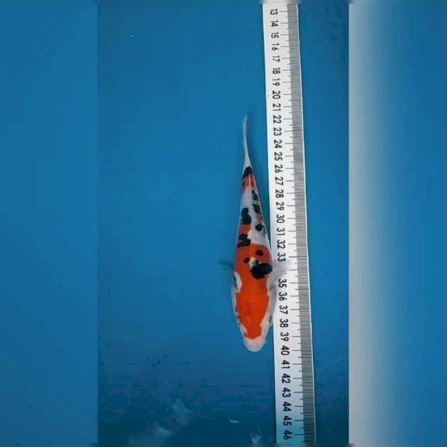 Sanke Doitsu 17 cm
