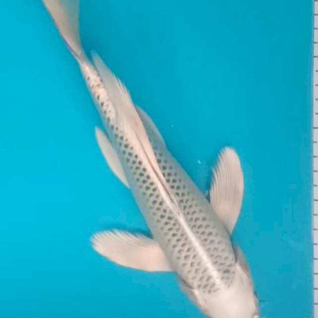 Gin Matsuba Slayer 30cm