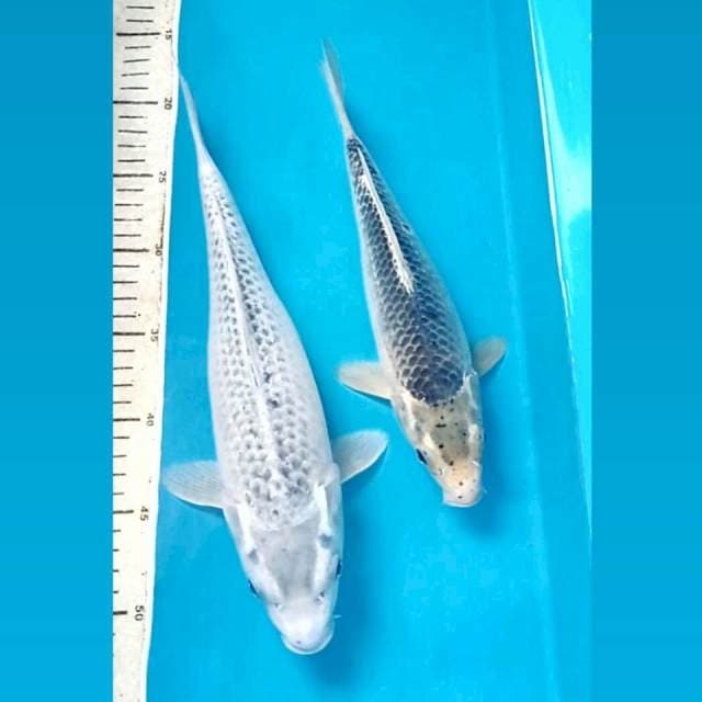 Matsuba, 34 cm, 28 cm