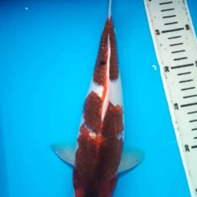 GOROMO 31 Cm
