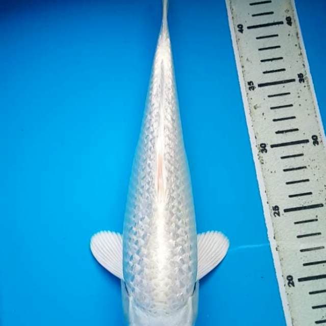 PLATINUM GINRIN 32 Cm