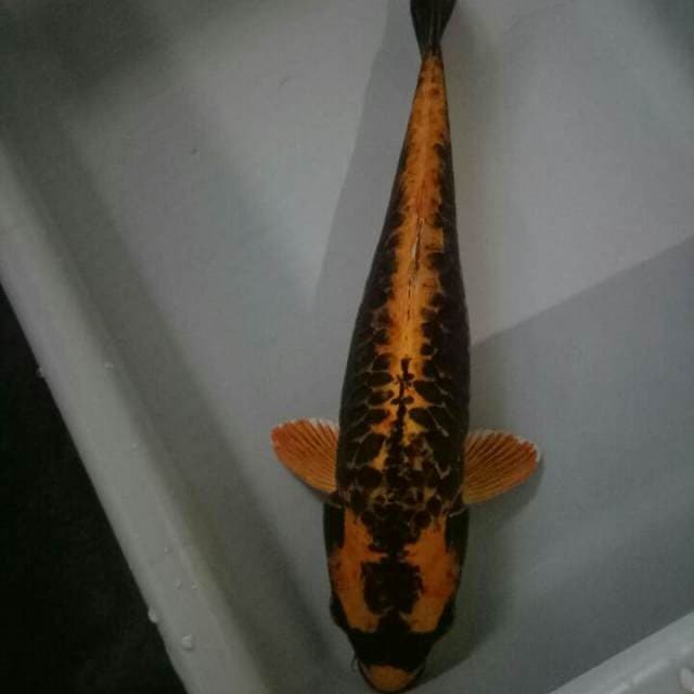 Kabuto 36 cm