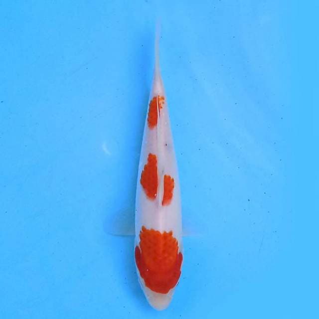 Kohaku 17cm