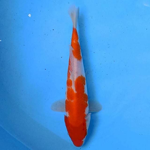 Kohaku 23cm
