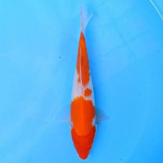 Kohaku 23cm