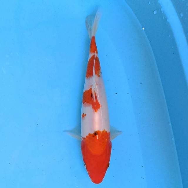 Sanke 20cm