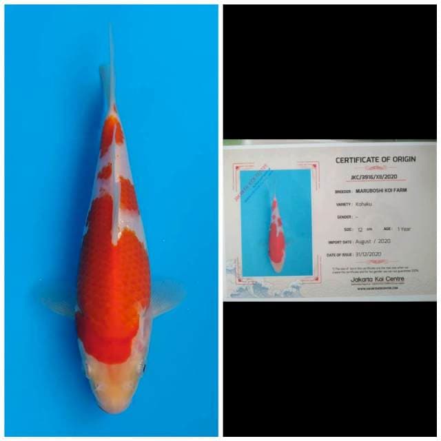 Maruboshi Kohaku
