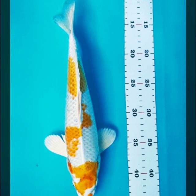 Hariwake 31cm male