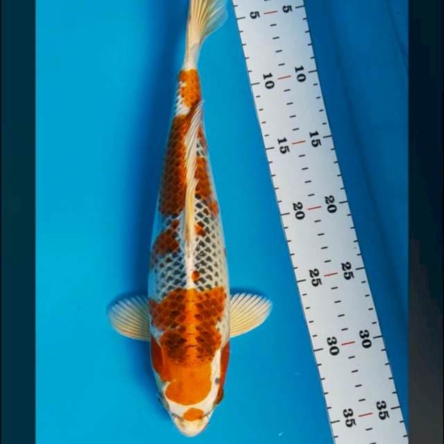 Kujaku jos 30cm