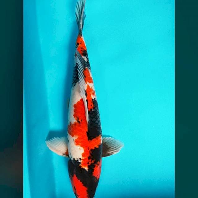 Good showa 41cm male