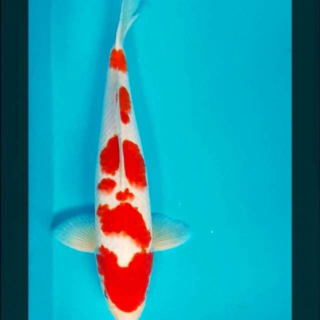 Kohaku 35cm male