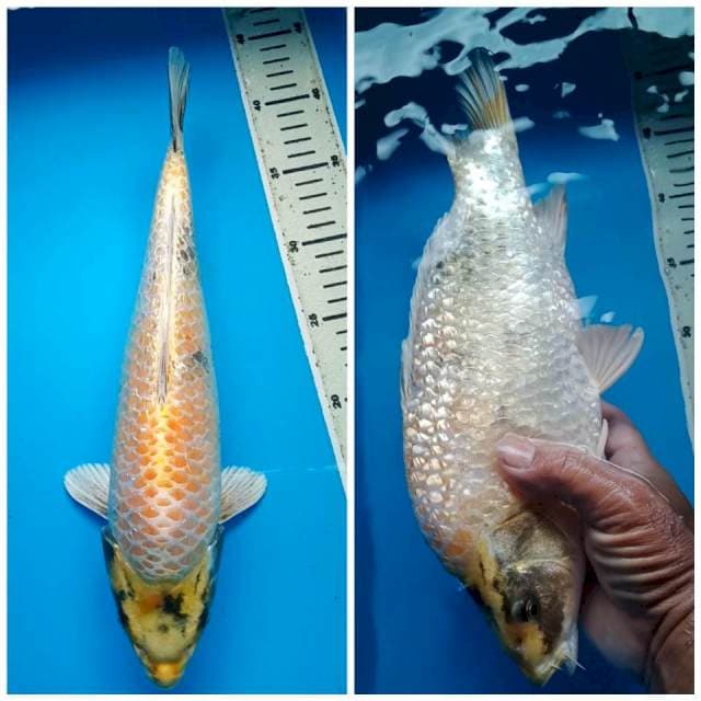 KIN SHOWA GINRIN FULL BULKY 35 Cm