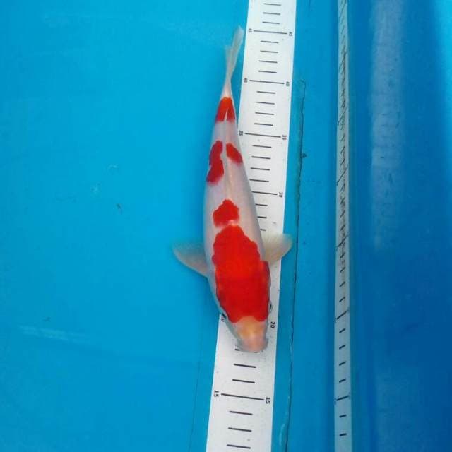 Kohaku Irie