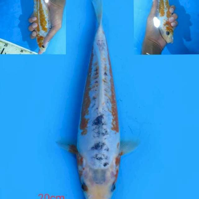 Shusui 20 cm