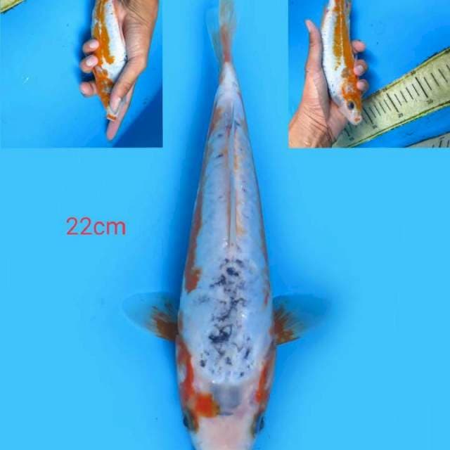 Shusui 22 cm