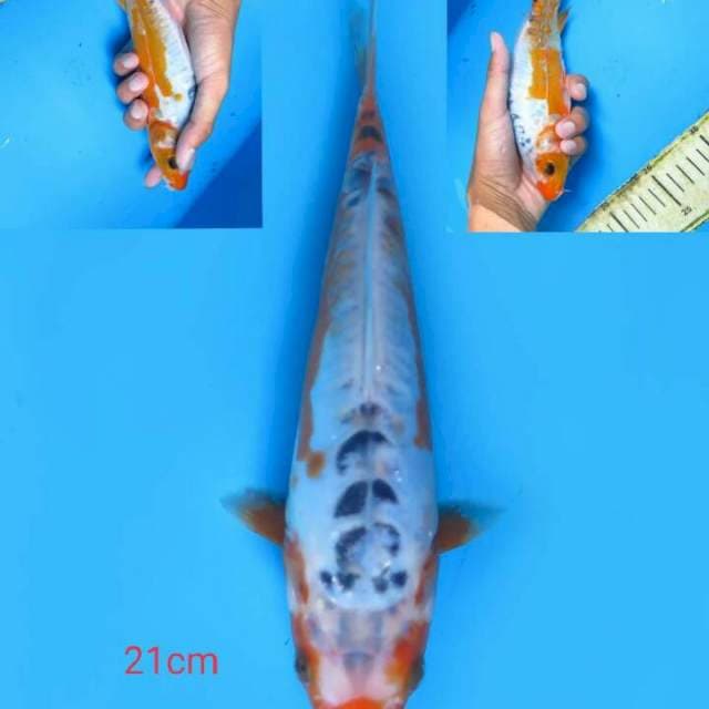Shusui 21 cm