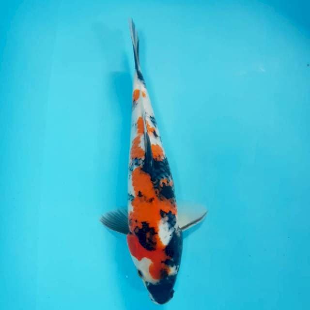 Showa 29cm
