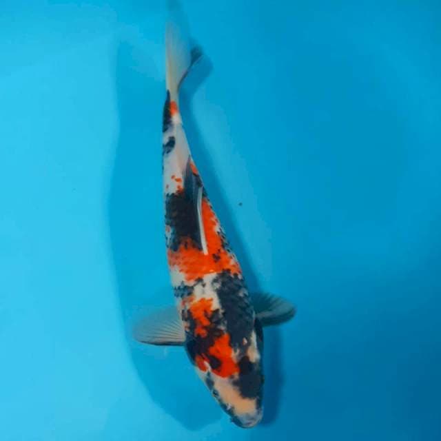 Showa 30cm