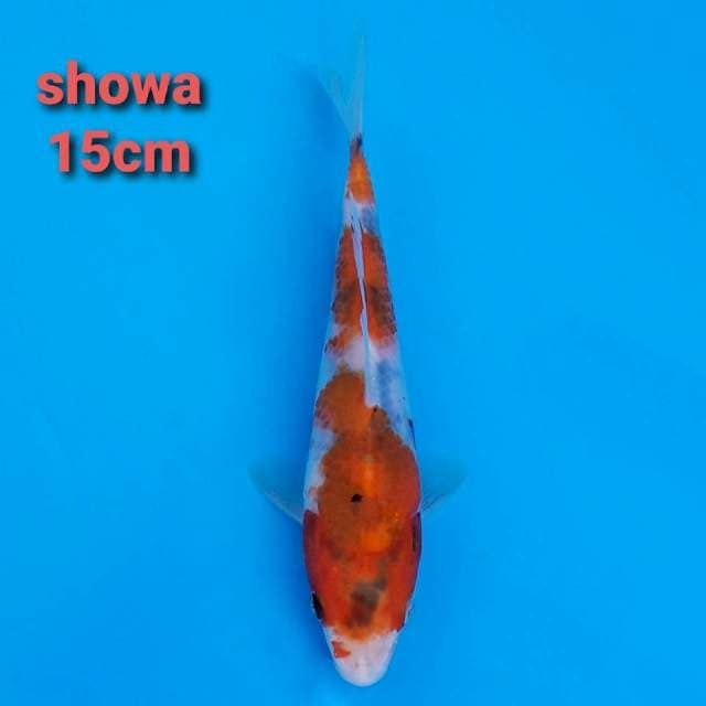 F1 showa 15cm