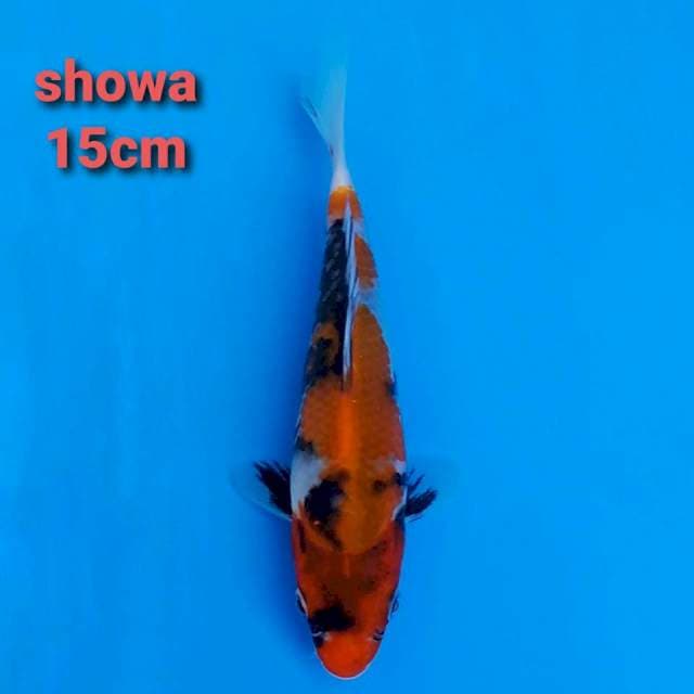 F1 showa 15cm hq