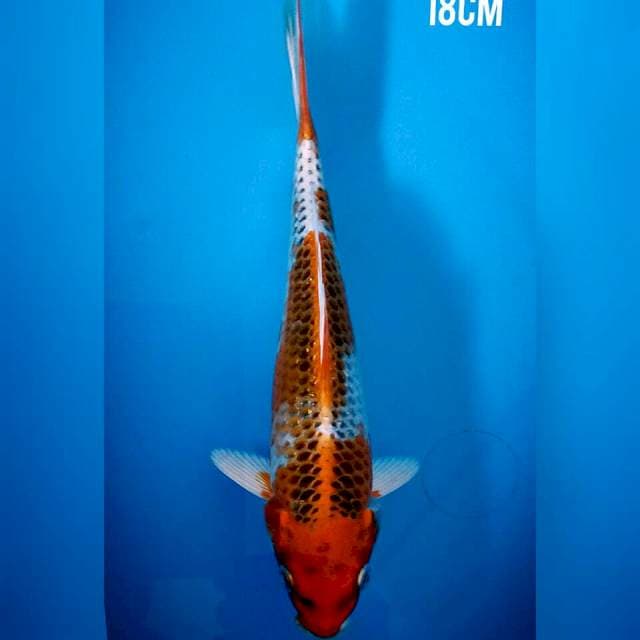 Kujaku 18cm