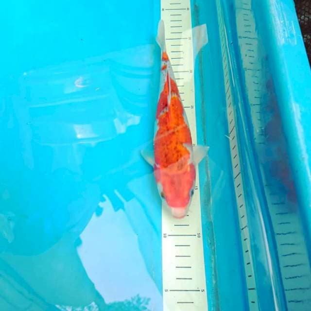 Goahiki 23cm