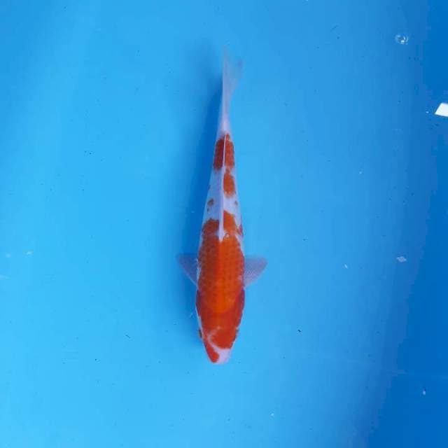 Kohaku