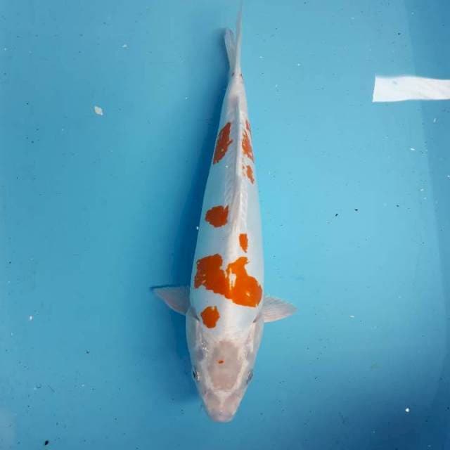 Kohaku hikari