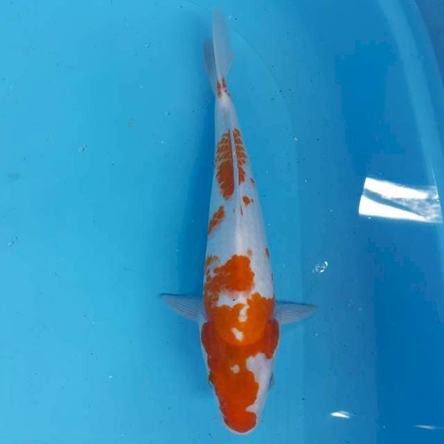 Kohaku