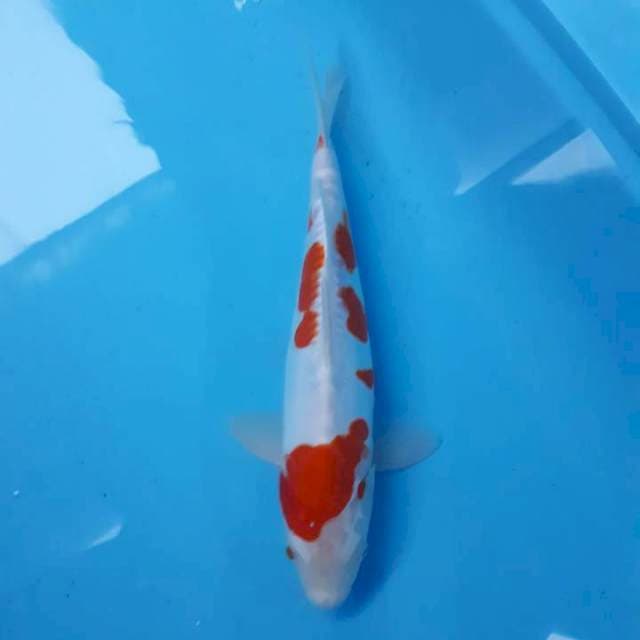Kohaku