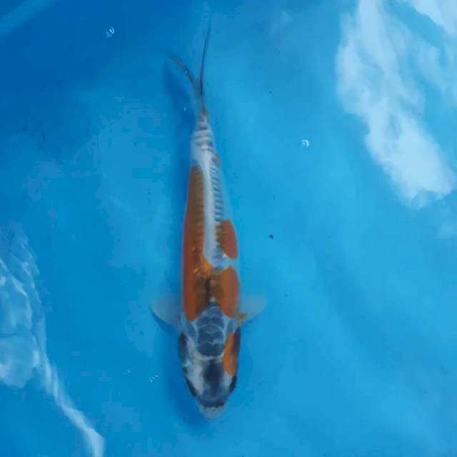 Kiko kuryu