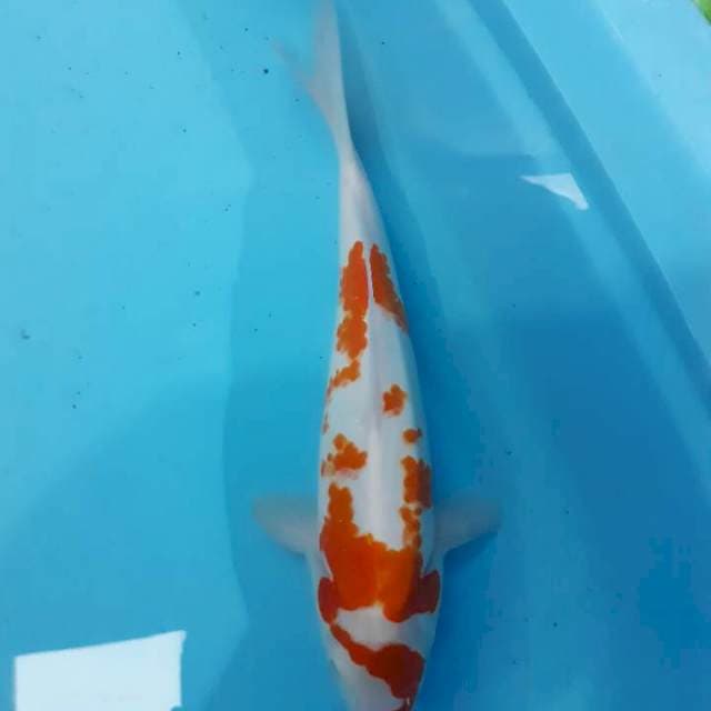 Kohaku