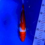 Kohaku 27cm Ori